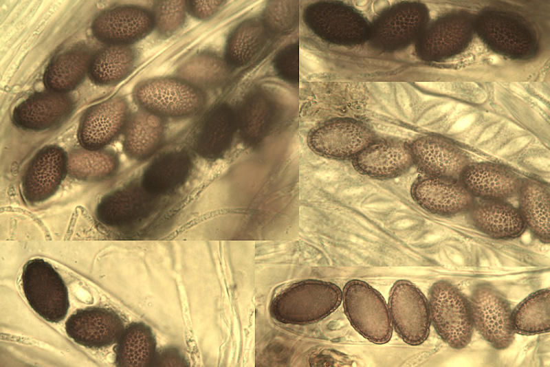 Ascobolus carbonarius